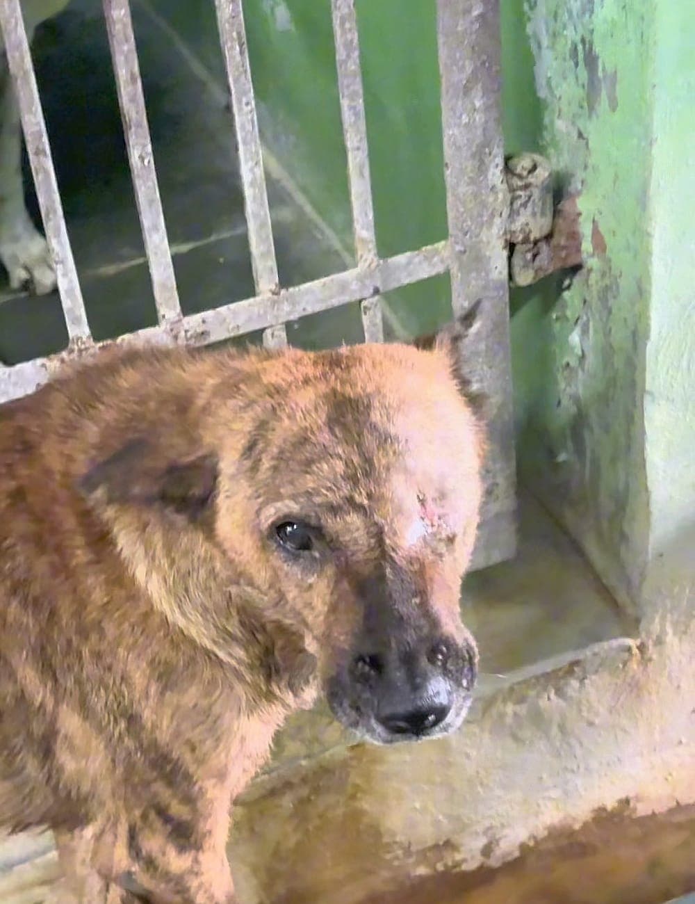 Moti: beaten, one eye lost, the other eye badly infected