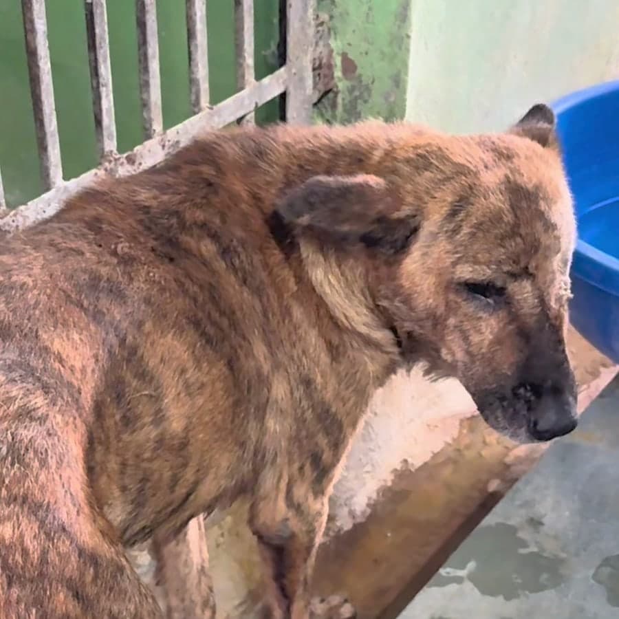 Moti at the shelter