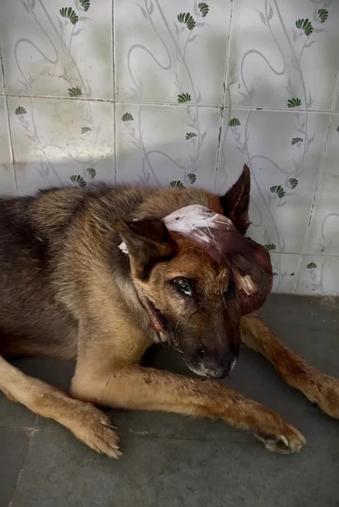 Trisha: large tumour on the head, pressing on her eye and ear